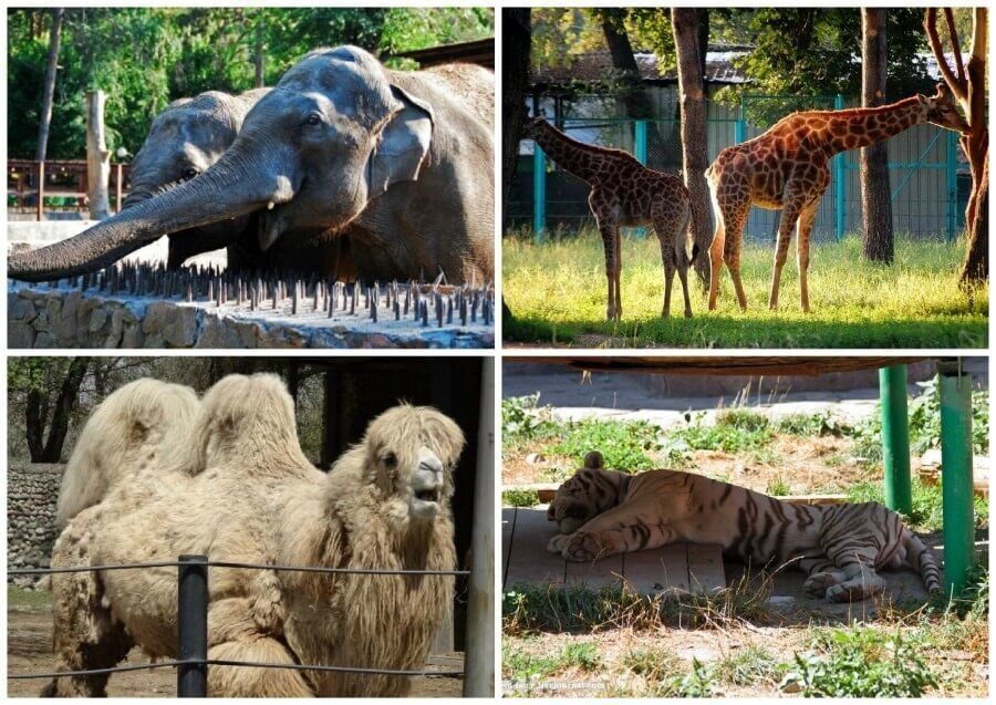 Almaty Zoo is a place where one can see caged animals and birds.